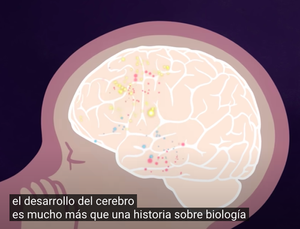Trauma infantil y el cerebro