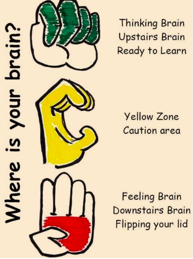 Entender nuestro cerebro – Modelo de mano